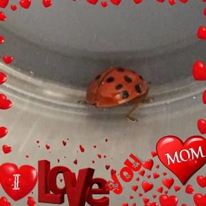 Meet your Posher, Roxann